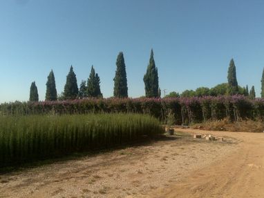 vivero de plantas