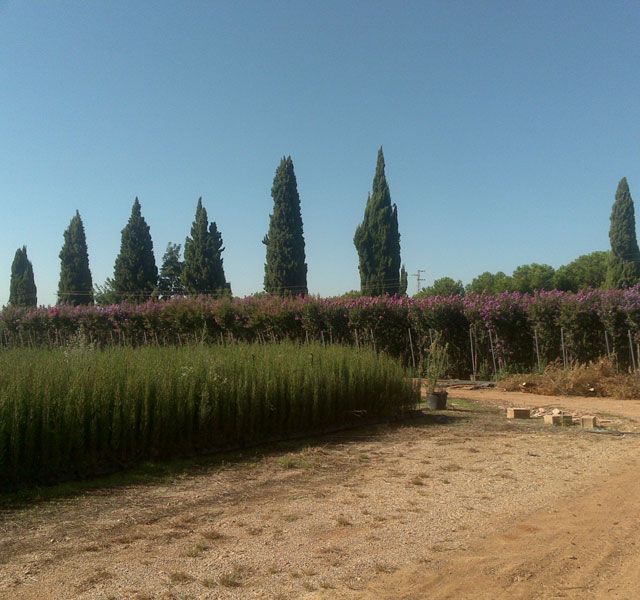 vivero de plantas