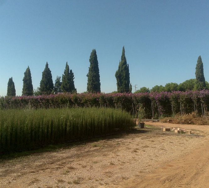 vivero de plantas