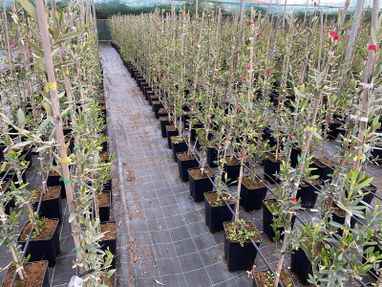 arboles en vivero