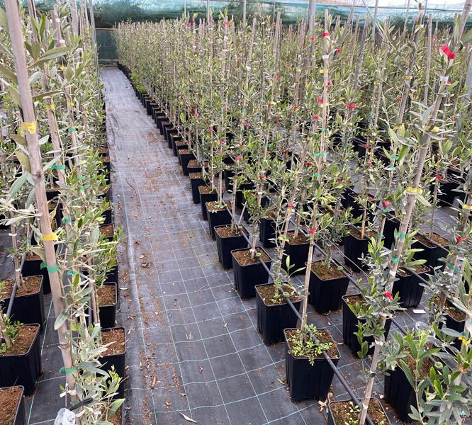 arboles en vivero