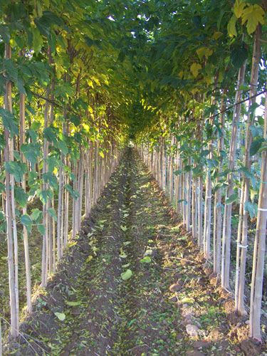 fila de arboles en vivero