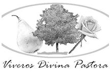 Viveros Divina Pastora logo