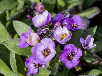 flores violetas