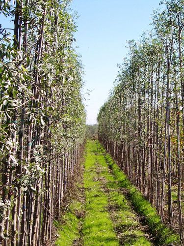 sendero con árboles