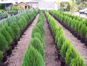 plantas en vivero