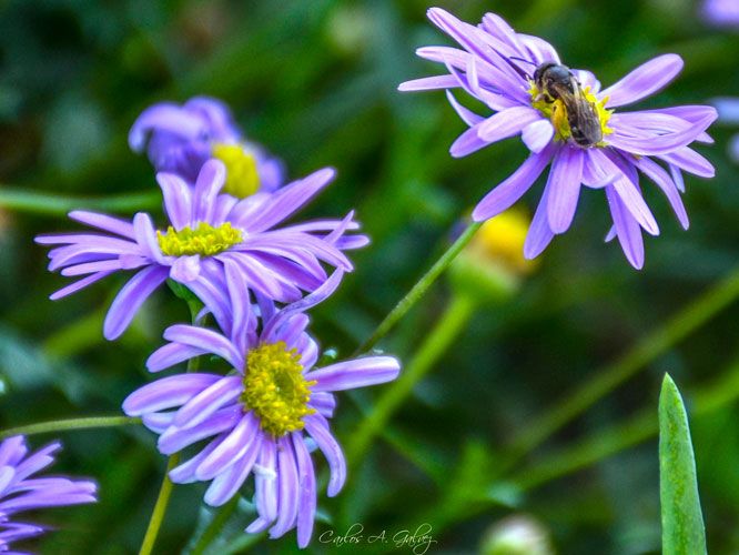 flores moradas