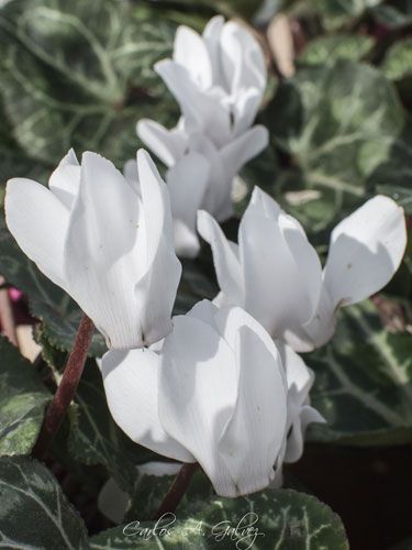 flores blancas