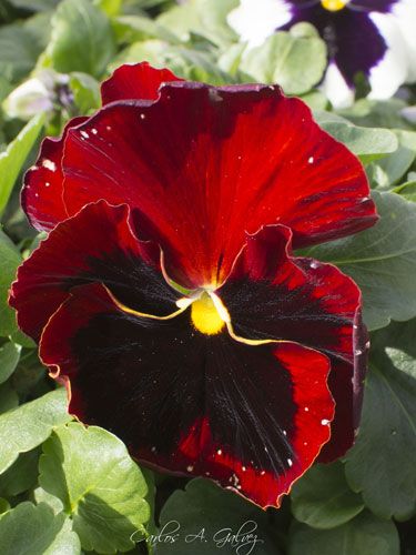 flor roja