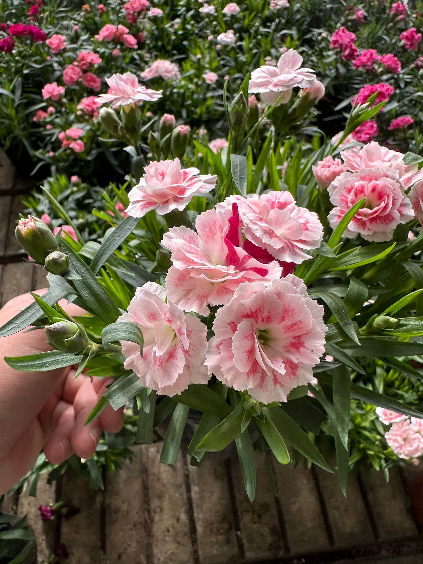 Claveles rosados y blancos en maceta