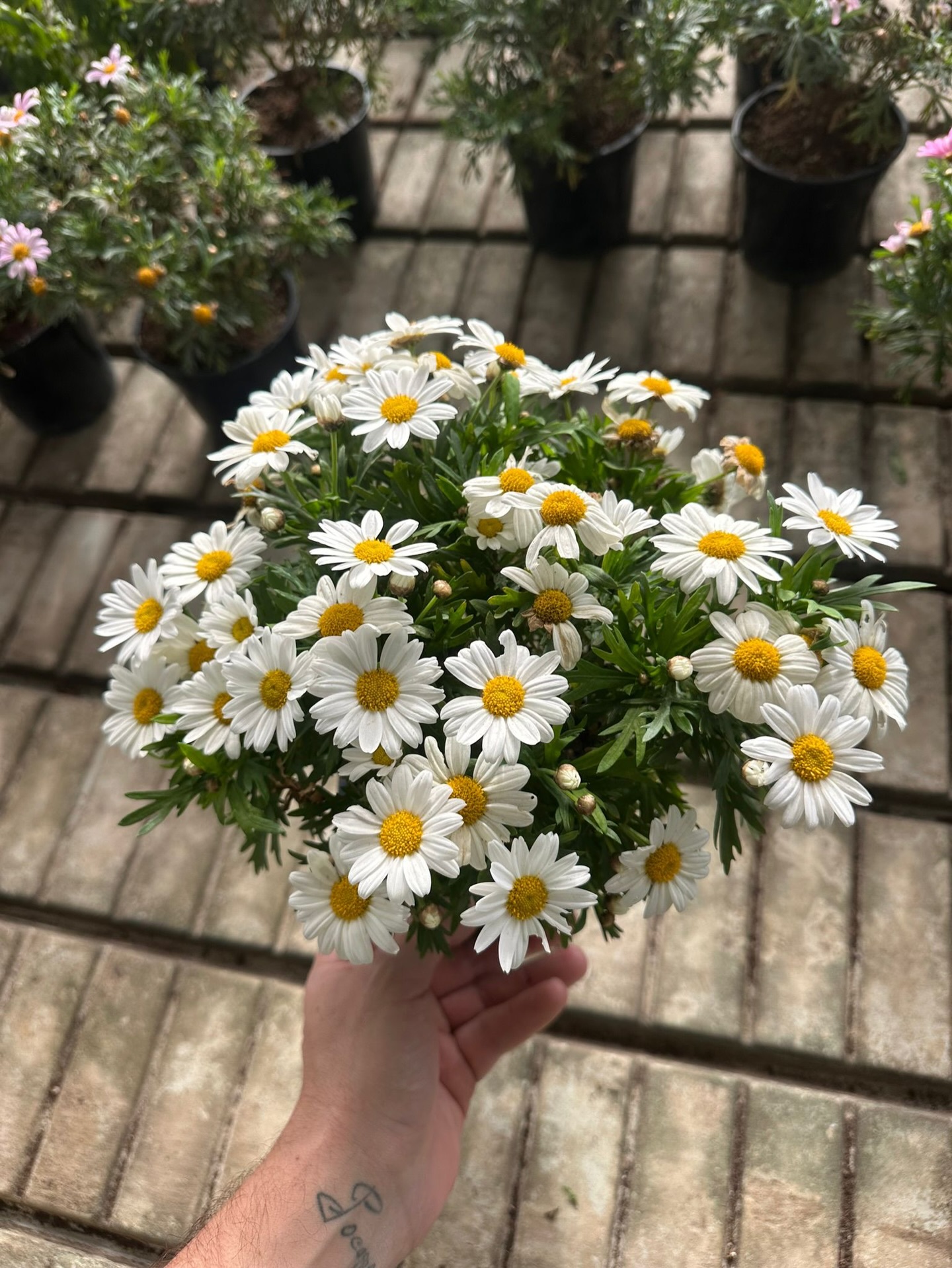 Margaritas blancas en flor dentro de un vivero
