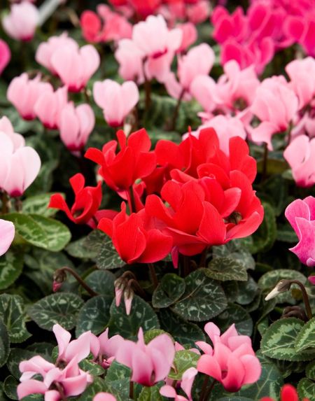 Ciclámenes rojos y rosados en floración