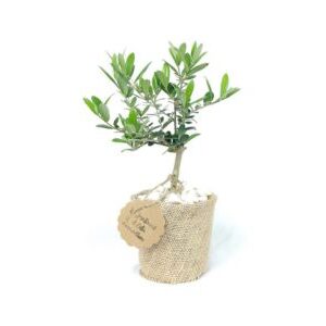 Olivo Pre - Bonsai